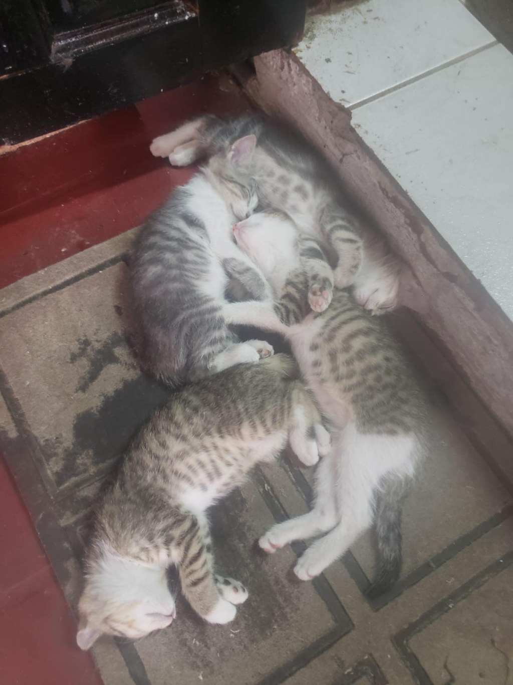 Adopt Kittens: Gray and White Tabby&nbsp;Mixes