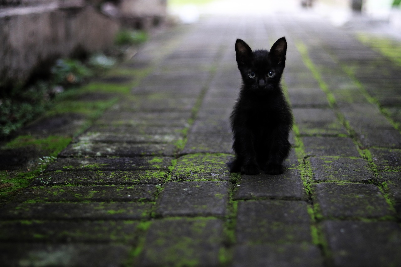 little black kitten