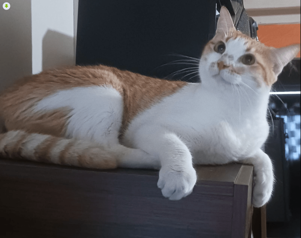 Adopt Catsby: White and Ginger Mixed&nbsp;Cat