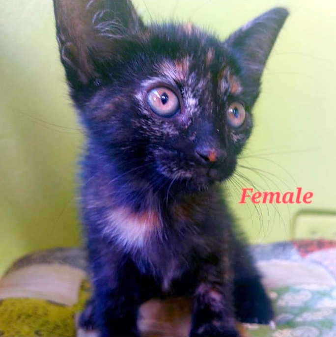 Adopt a Dark Tortie Female&nbsp;Kitten
