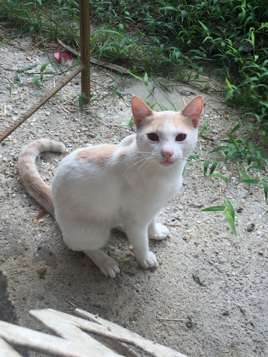 Adopt a Ginger Buff & White&nbsp;Cat