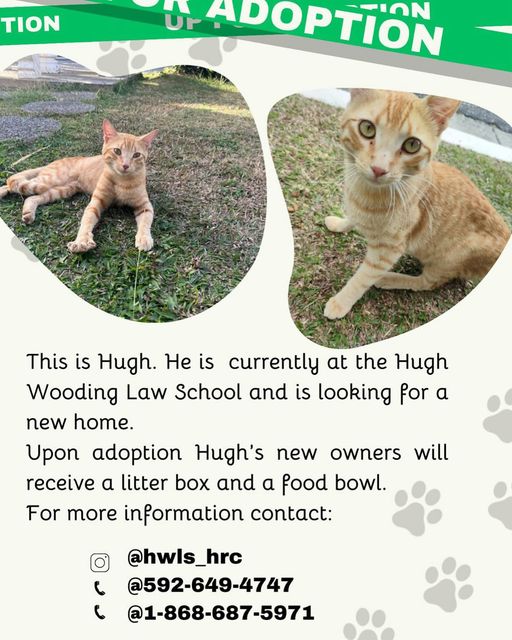 ADOPTED: Hugh found his forever&nbsp;home.