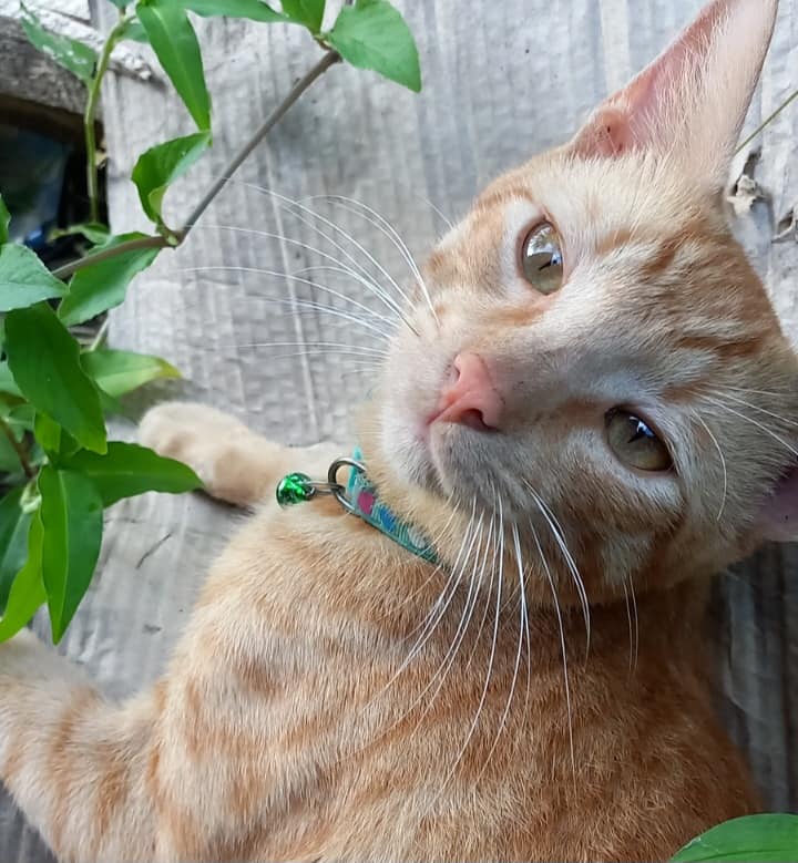 Missing: Perseus the&nbsp;Ginger