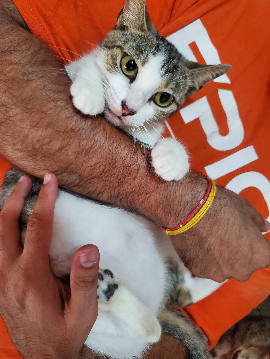 SPAYED Female Cat for Adoption! Approx. 6-7 months&nbsp;old.